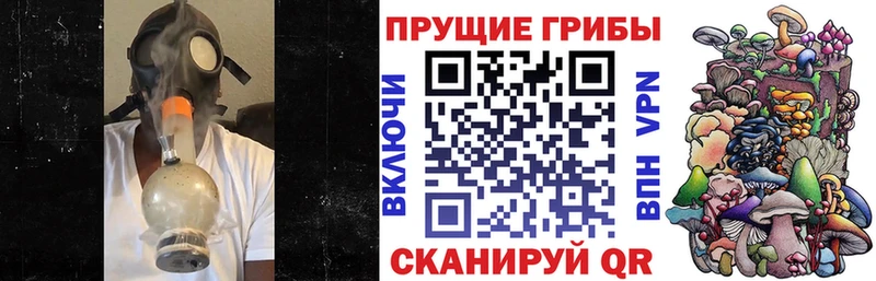 купить  цена  Приволжск  Галлюциногенные грибы Psilocybe 